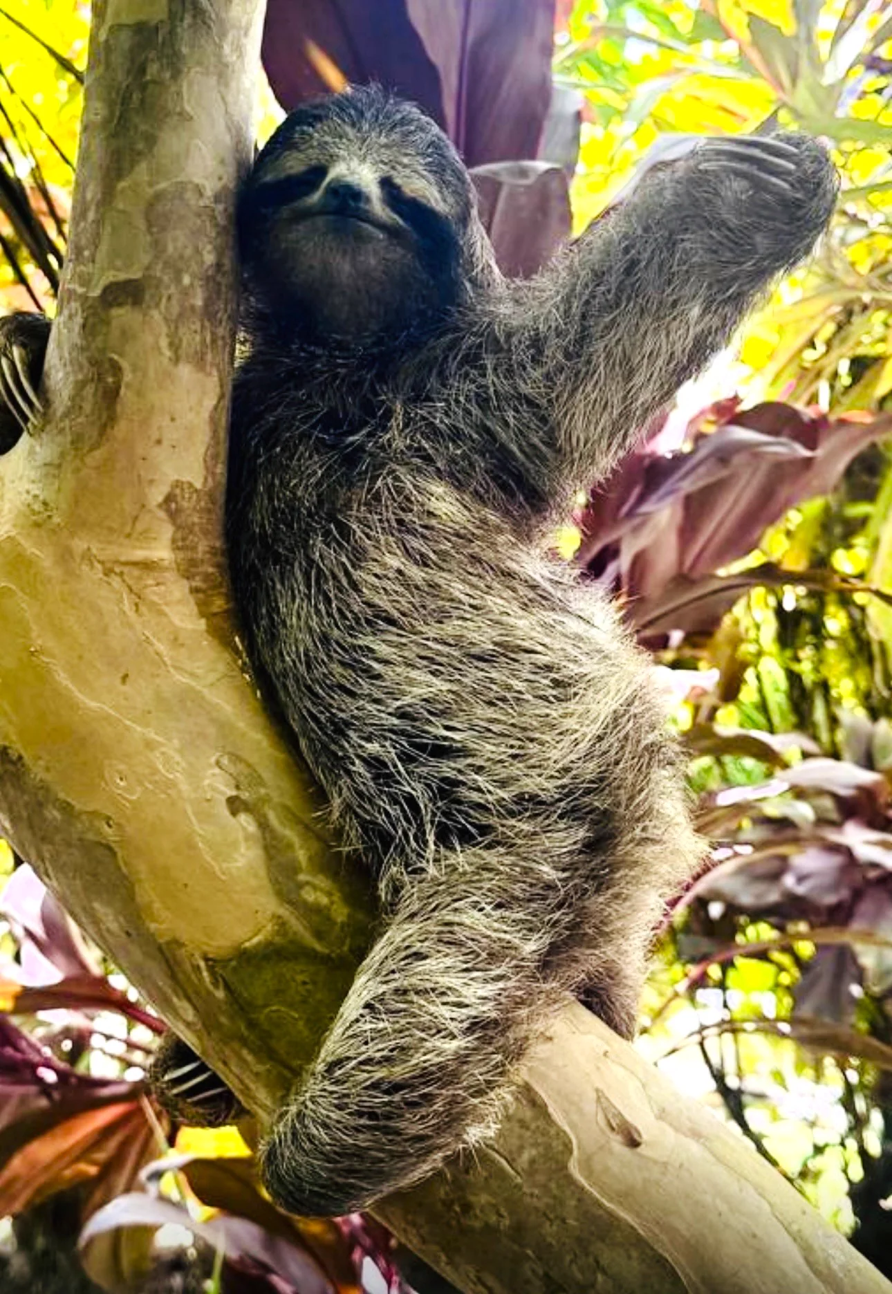 Perezoso descansando entre la vegetación tropical de Namú